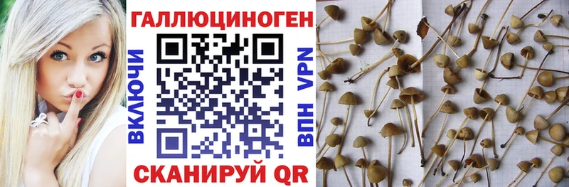 наркота Заречный Галлюциногенные грибы прущие грибы